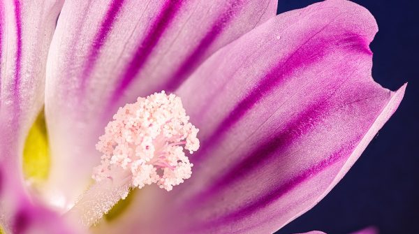 lI benessere della regolarità