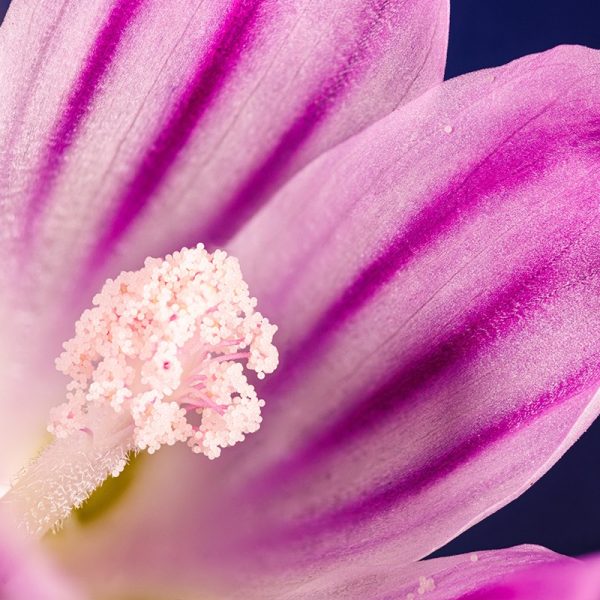 lI benessere della regolarità