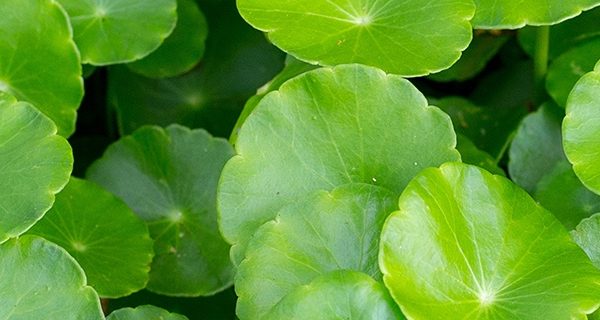 Download Guida al Benessere