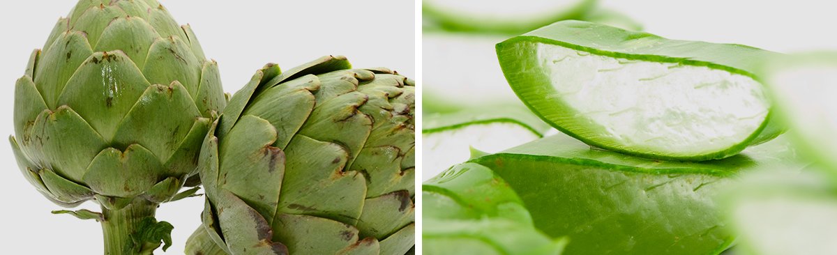 carciofo e aloe per la depurazione del corpo dalle tossine