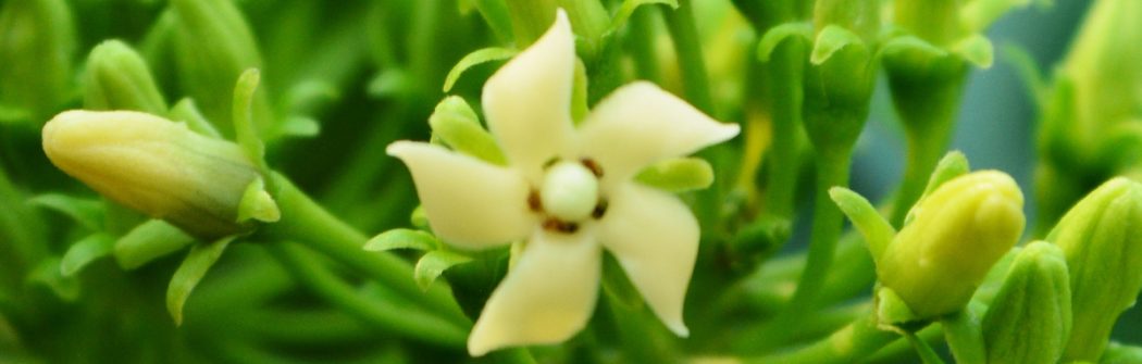 Evitare il picco di zuccheri per perdere peso