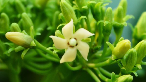 Evitare il picco di zuccheri per perdere peso