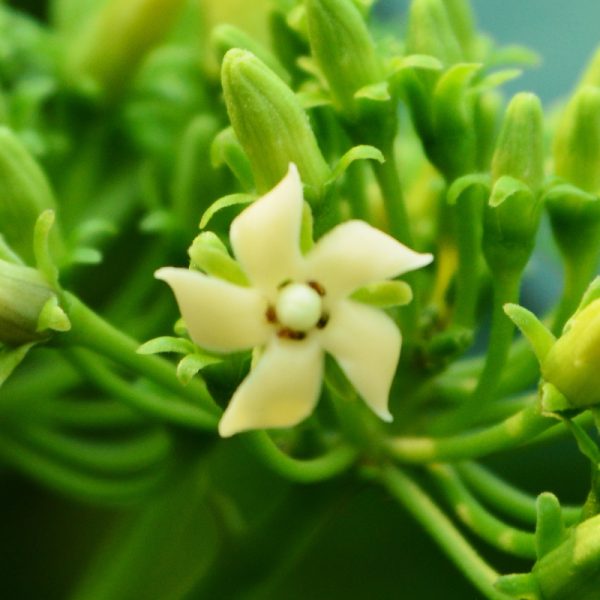 Evitare il picco di zuccheri per perdere peso