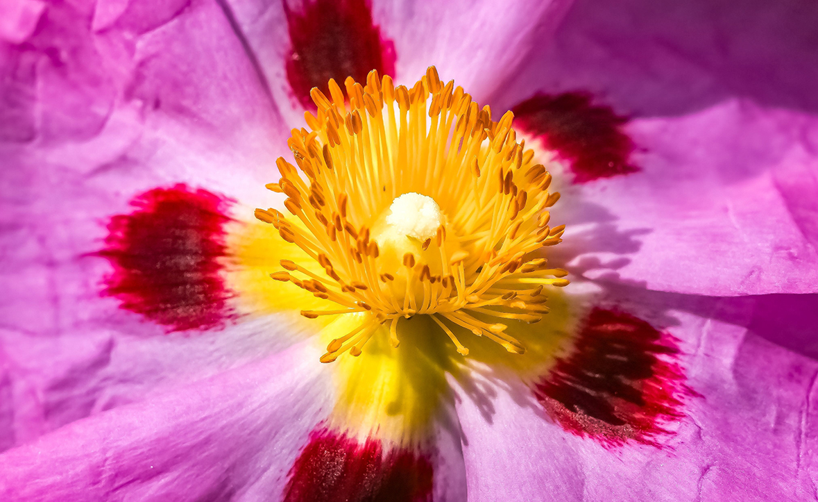 fiore di cistus incanus
