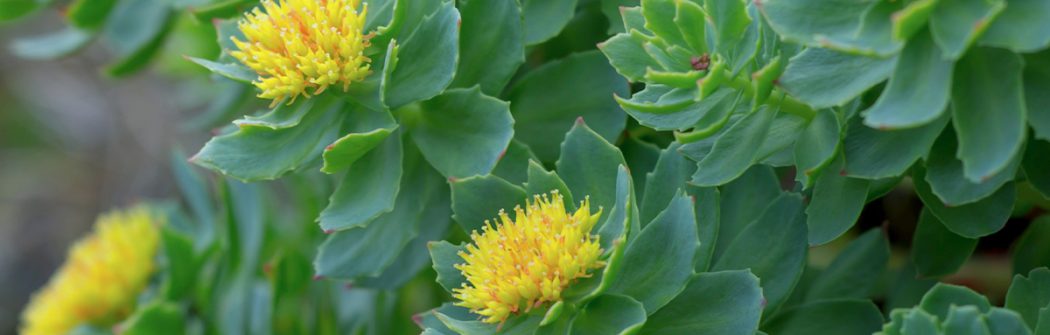 Rodiola, la natura per gestire lo stress