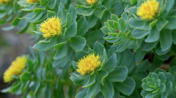 Rodiola, la natura per gestire lo stress