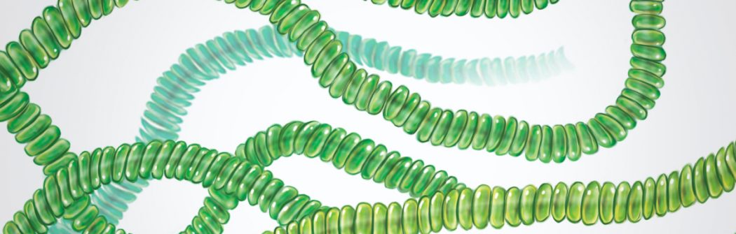 Un’alga in aiuto contro la stanchezza