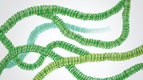 Un’alga in aiuto contro la stanchezza