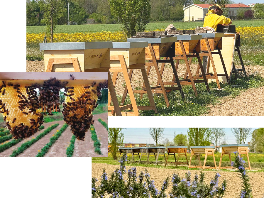 nuove arnie e foto macro di api