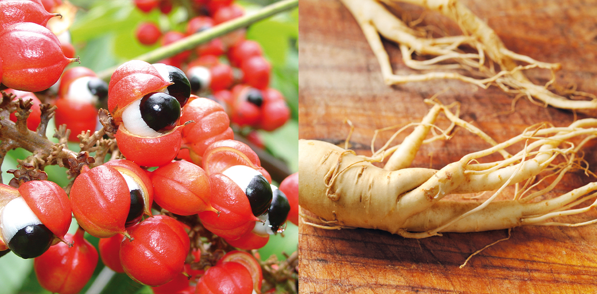 gingeng e guaranà