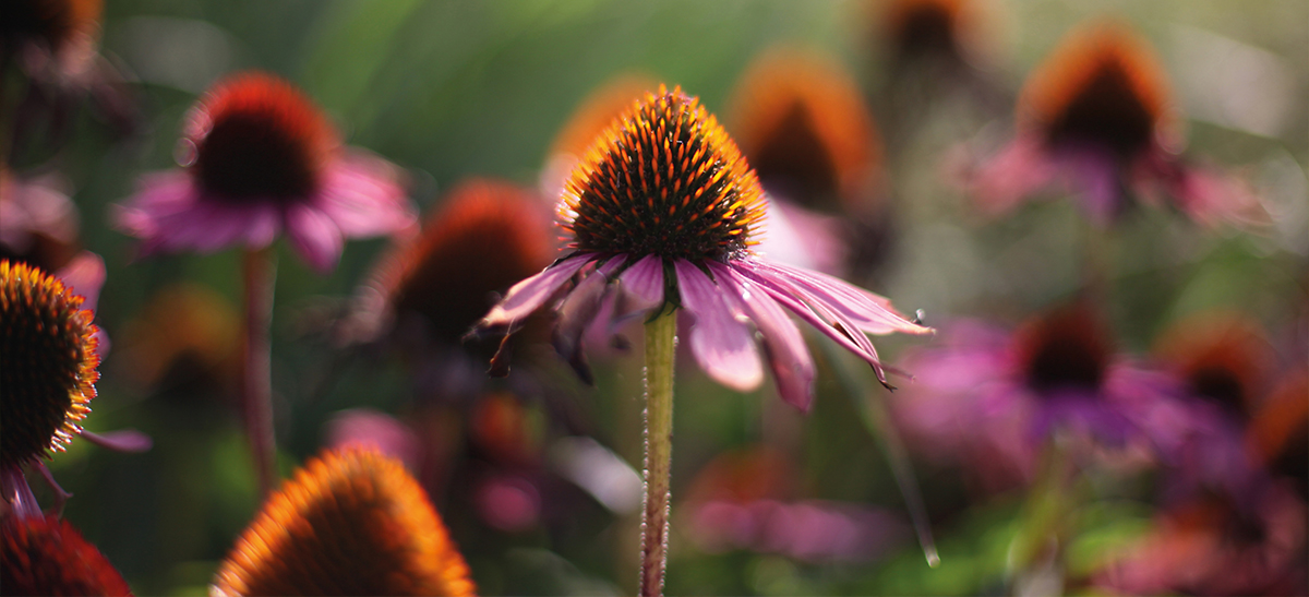 echinacea purpurea macro